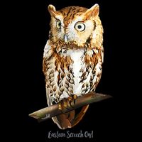 Screech Owl Graphic Birder Wildlife Bird Watching Button