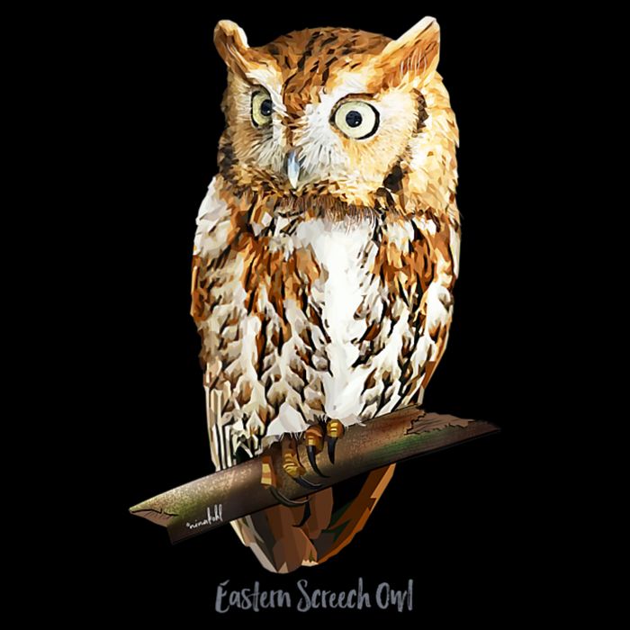 Screech Owl Graphic Birder Wildlife Bird Watching Button