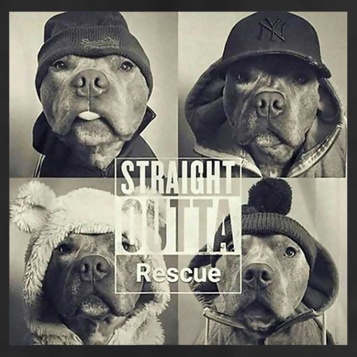 Straight Outta Rescue Pitbull Cool Comfort Performance Bucket Hat