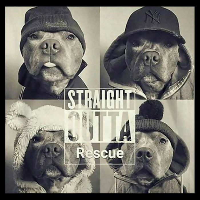 Straight Outta Rescue Pitbull Sustainable Bucket Hat