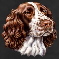 Springer Spaniel Dog 11oz C Handle Ceramic Mug
