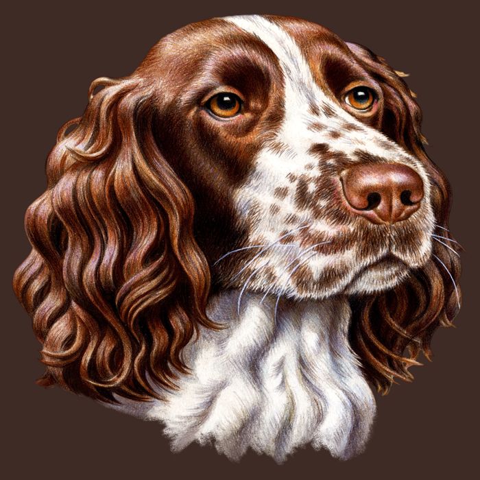 Springer Spaniel Dog Cooling Performance Crew T-Shirt