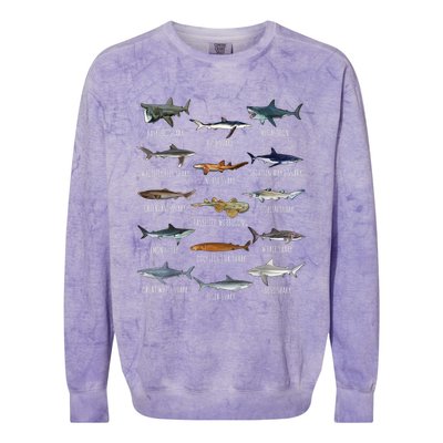 Shark Species Biology Different Types Of Sharks Colorblast Crewneck Sweatshirt