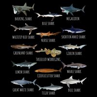 Shark Species Biology Different Types Of Sharks T-Shirt