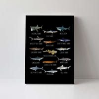 Shark Species Biology Different Types Of Sharks Canvas