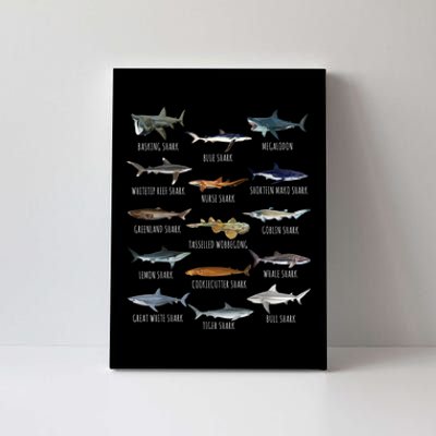 Shark Species Biology Different Types Of Sharks Canvas