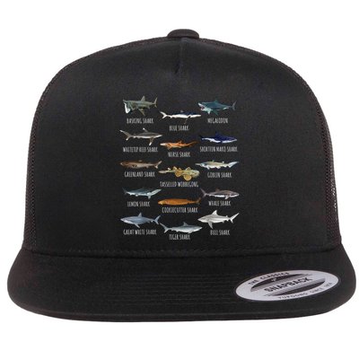 Shark Species Biology Different Types Of Sharks Flatbill Hat