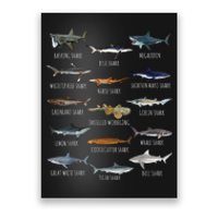 Shark Species Biology Different Types Of Sharks Poster