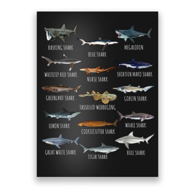 Shark Species Biology Different Types Of Sharks Poster