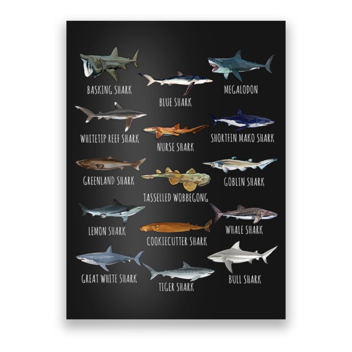 Shark Species Biology Different Types Of Sharks Poster