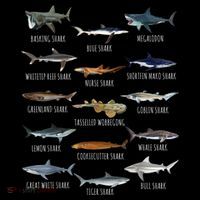 Shark Species Biology Different Types Of Sharks Baby Bodysuit