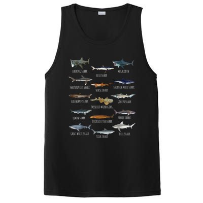 Shark Species Biology Different Types Of Sharks PosiCharge Competitor Tank