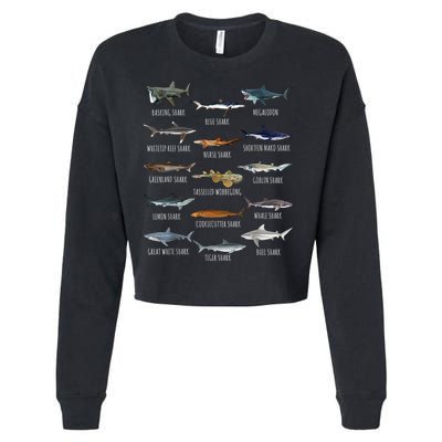 Shark Species Biology Different Types Of Sharks Cropped Pullover Crew