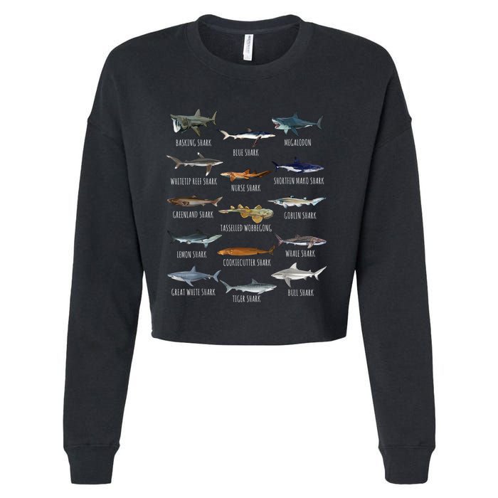 Shark Species Biology Different Types Of Sharks Cropped Pullover Crew