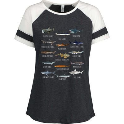 Shark Species Biology Different Types Of Sharks Enza Ladies Jersey Colorblock Tee