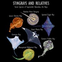 Stingray Species Manta Ray River Stingray And More Bag