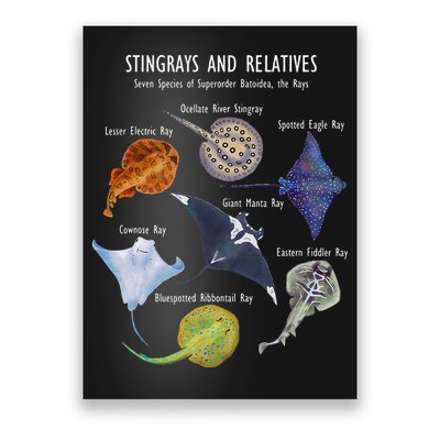 Stingray Species Manta Ray River Stingray And More Poster