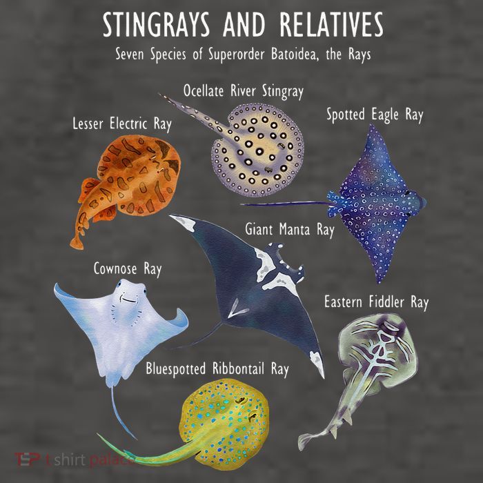 Stingray Species Manta Ray River Stingray And More Vector Backpack