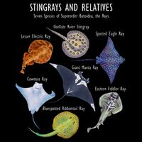 Stingray Species Manta Ray River Stingray and More Impact Tech Backpack