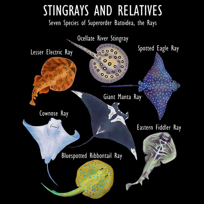 Stingray Species Manta Ray River Stingray and More Impact Tech Backpack
