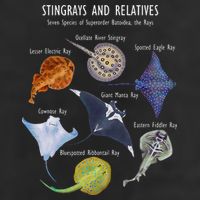 Stingray Species Manta Ray River Stingray and More Adult Drive Performance Visor
