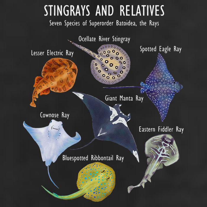 Stingray Species Manta Ray River Stingray and More Adult Drive Performance Visor