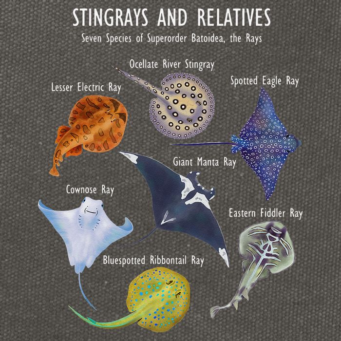 Stingray Species Manta Ray River Stingray and More Cotton Canvas Backpack