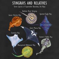 Stingray Species Manta Ray River Stingray And More 11oz C Handle Ceramic Mug