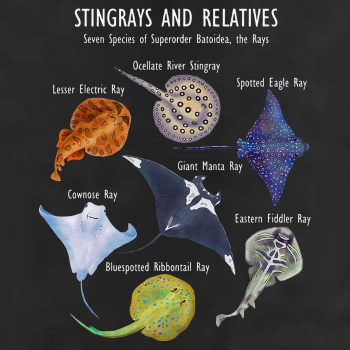 Stingray Species Manta Ray River Stingray And More 11oz C Handle Ceramic Mug