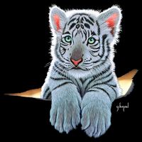 Schim Schimmel Original Artwork, White Tiger Cub Button