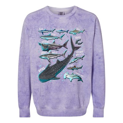 Shark Species Shark Gifts Shark Faces Tee Marine Biology Colorblast Crewneck Sweatshirt