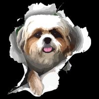 Shih Tzu Cute Shih Tzu Dog Shih Tzu Owner Shih Tzu Bucket Hat