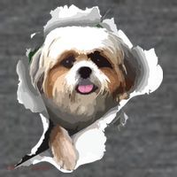 Shih Tzu Cute Shih Tzu Dog Shih Tzu Owner Shih Tzu 7 Panel Mesh Trucker Snapback Hat