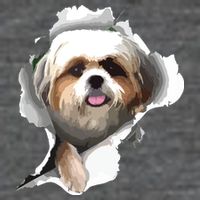 Shih Tzu Cute Shih Tzu Dog Shih Tzu Owner Shih Tzu Wool Snapback Cap