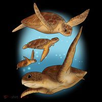 Sea Turtle Ocean Skip A Straw Save A Turtle Gift Crop Top