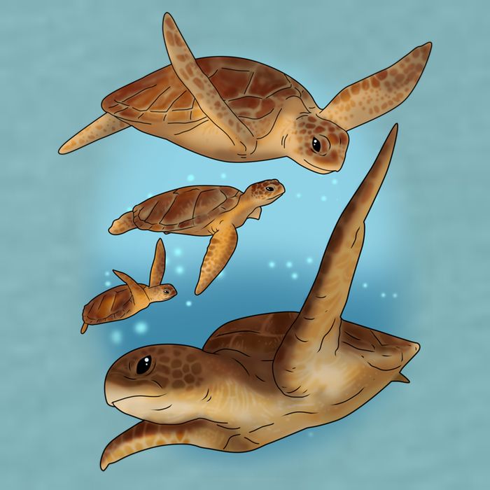 Sea Turtle Ocean Skip A Straw Save A Turtle Gift Sueded Cloud Jersey T-Shirt