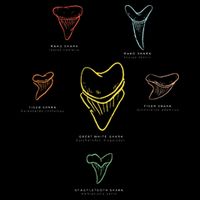 Shark Teeth Shark Tooth Types Shark Teeth Collector Tank Top