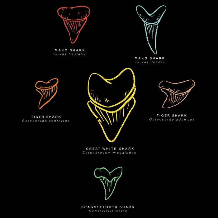 Shark Teeth Shark Tooth Types Shark Teeth Collector Tank Top