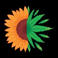 Sunflower Weed Hoodie
