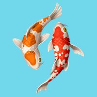 Swimming Koi Fishes T-Shirt