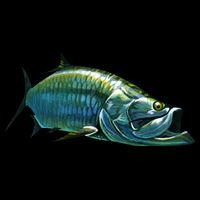 Tarpon Swimming 16 in Basic Backpack