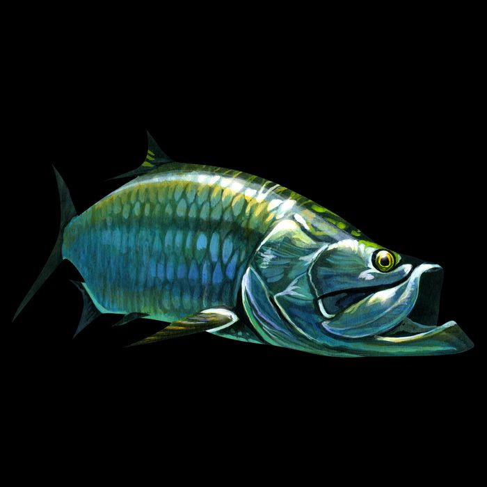 Tarpon Swimming 16 in Basic Backpack