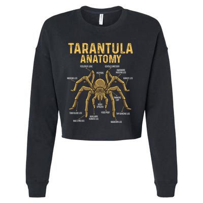 Tarantula Anatomy Spider Arthropod Arachnid Arachnophile Cropped Pullover Crew