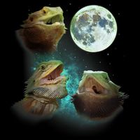 Three Bearded Dragons Howl At Moon 3 Wolfs Wolves Parody 16 in Basic Backpack