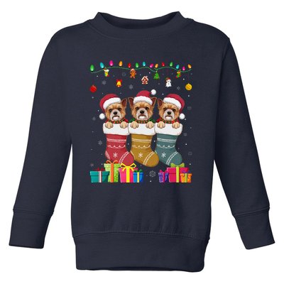 Three Brussels Griffon Dog In Sock Funny Xmas Toddler Sweatshirt