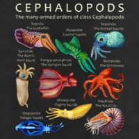 The Cephalopod Octopus Squid Cuttlefish And Nautilus Trucker Hat