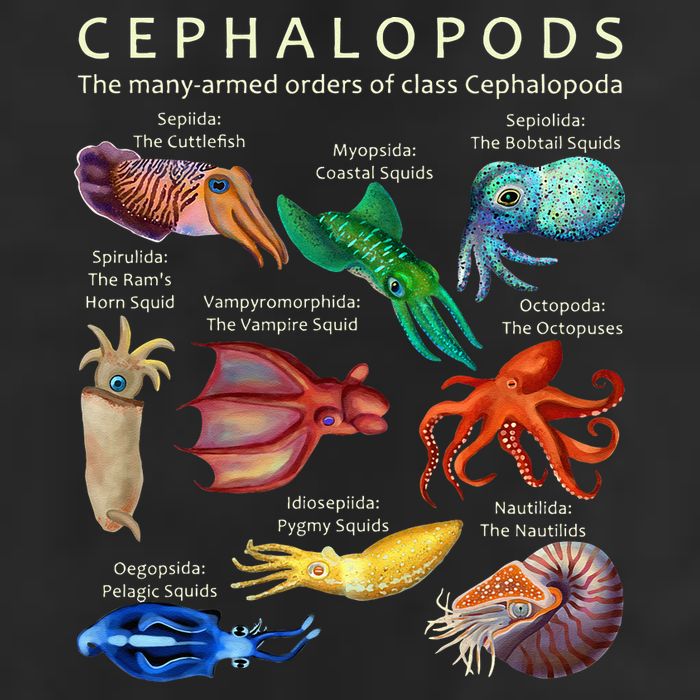 The Cephalopod Octopus Squid Cuttlefish And Nautilus Trucker Hat