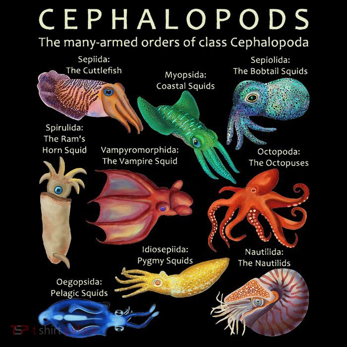 The Cephalopod Octopus Squid Cuttlefish And Nautilus Flat Bill Trucker Hat