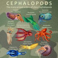 The Cephalopod: Octopus, Squid, Cuttlefish, And Nautilus Legacy Tie Dye Trucker Hat