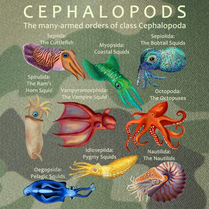 The Cephalopod: Octopus, Squid, Cuttlefish, And Nautilus Legacy Tie Dye Trucker Hat